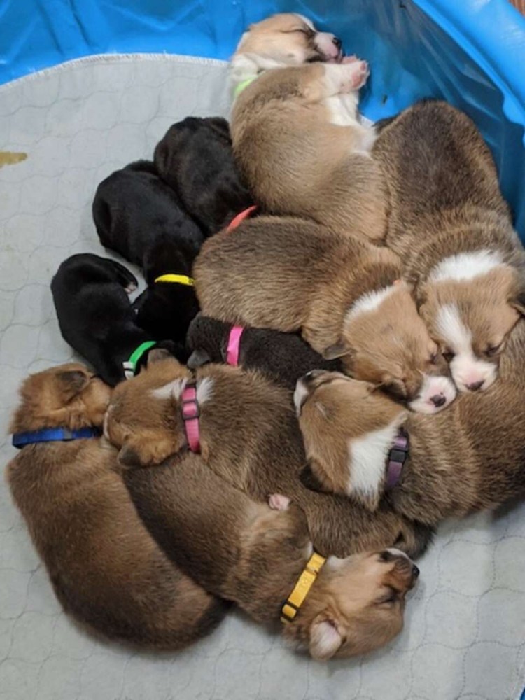 Вельш корги толстый