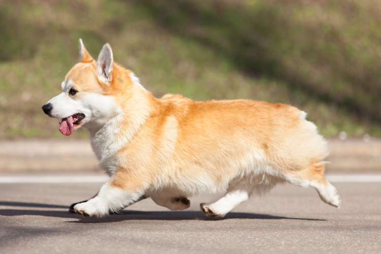 Беременная вельш корги пемброк