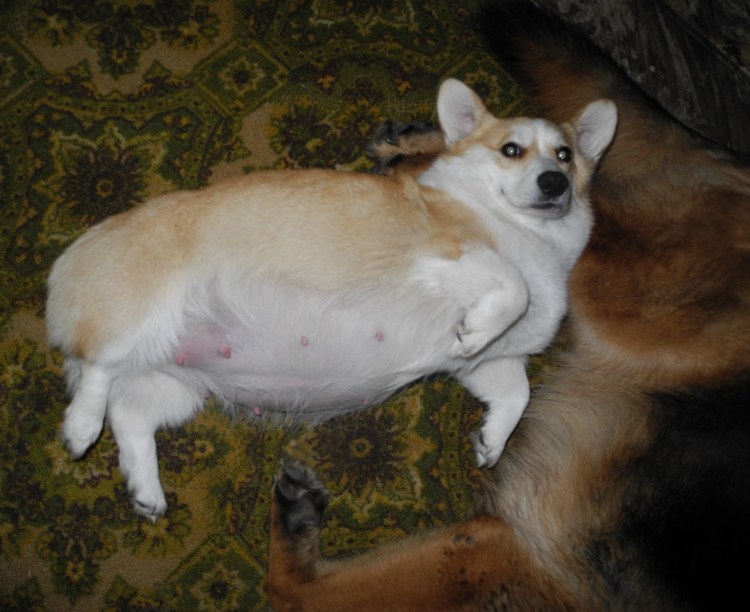 Новорождённые щенки вельш корги