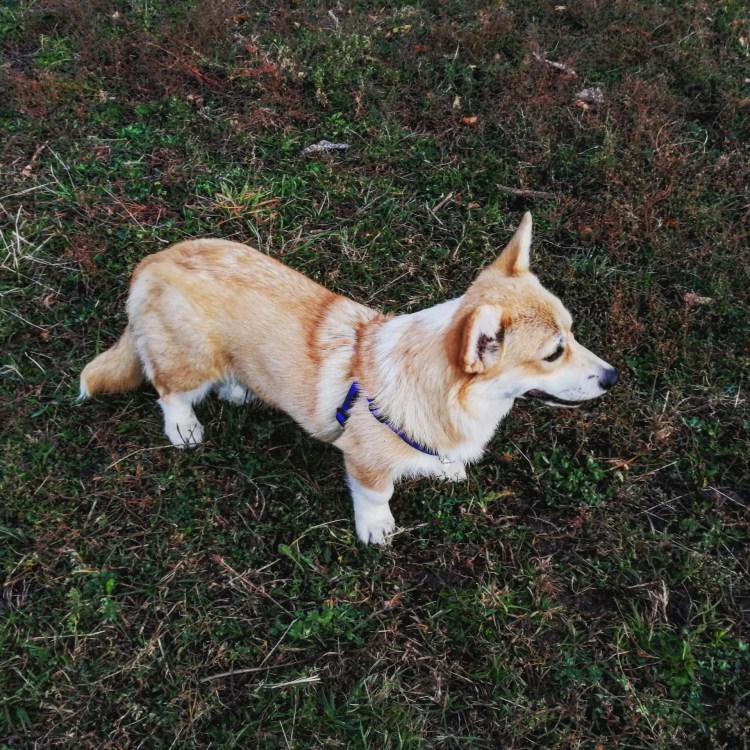 Джизус корги