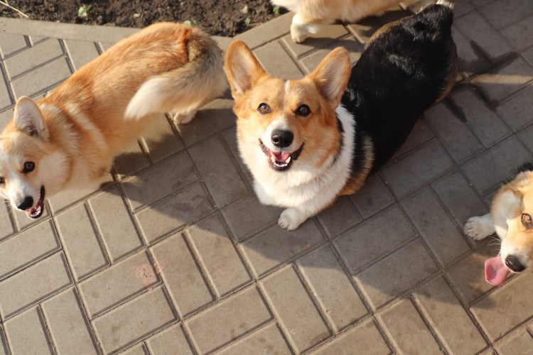 Беременная вельш корги