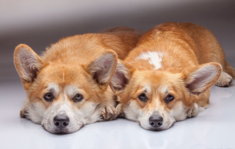 Корги фото