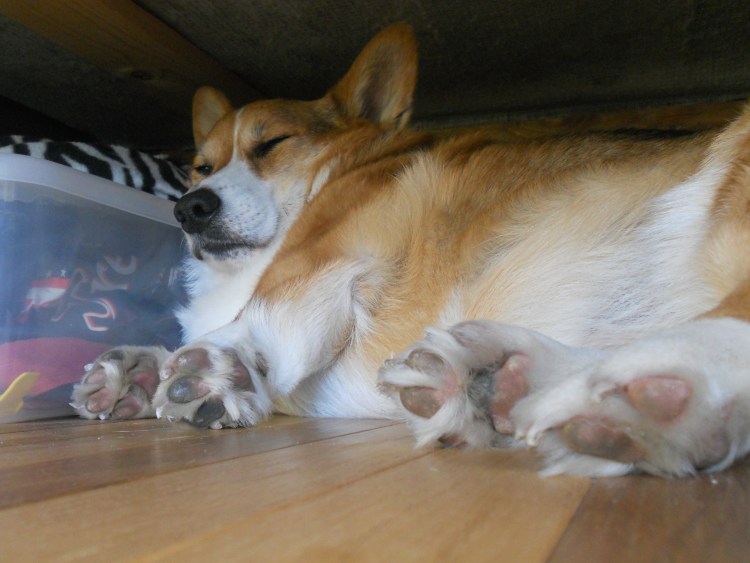 Вельш корги спит