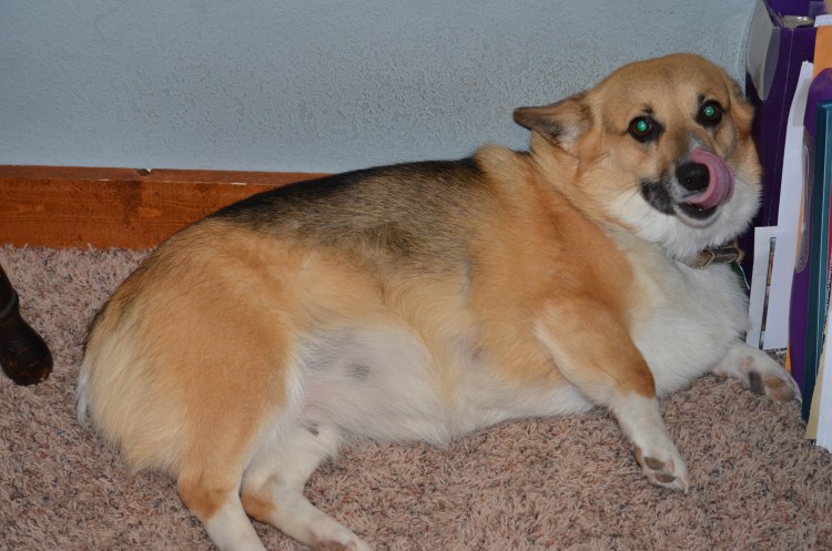 Ожирение у корги пемброк