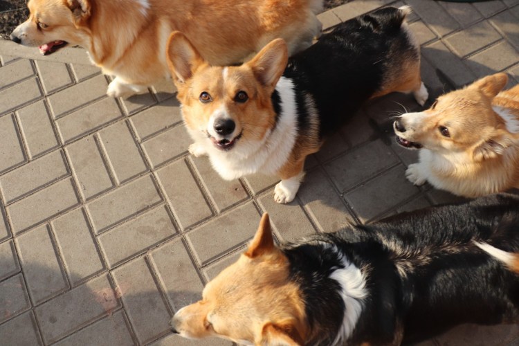 Мини корги есть такие