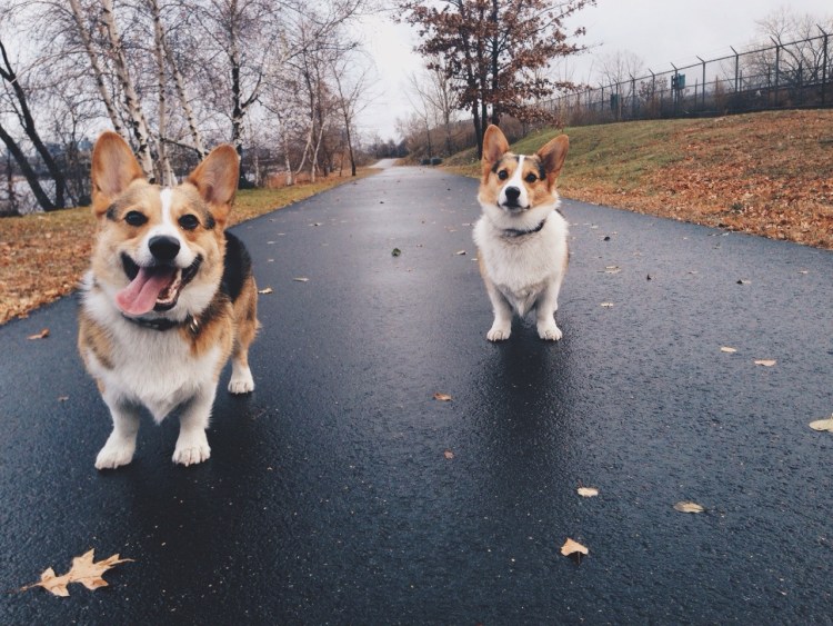 Беременая Вель Коги Пемборк