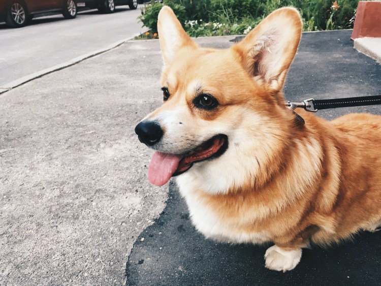 Корги Бэйби