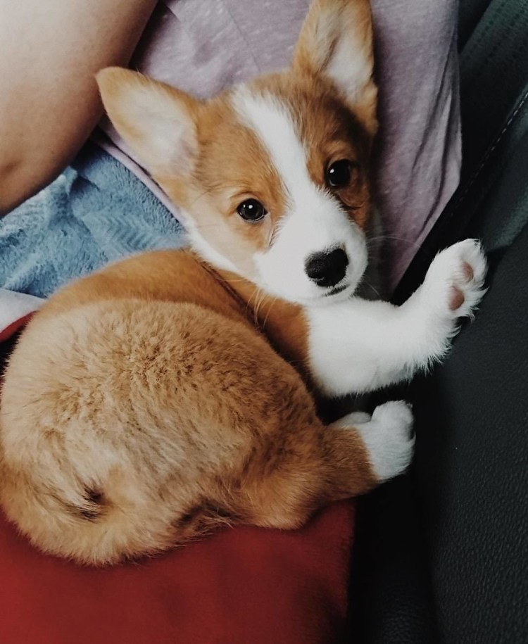 Беременная корги