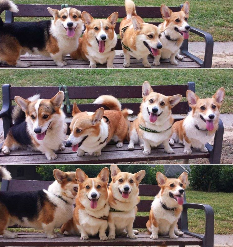 Корги пемброк попа