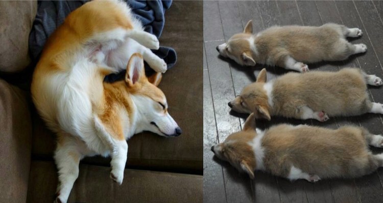 Беременная корги