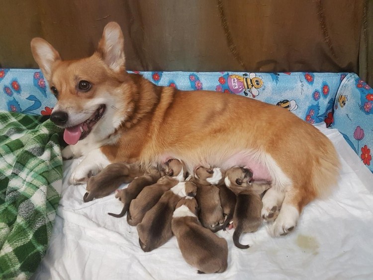 Вельш корги пемброк жирный