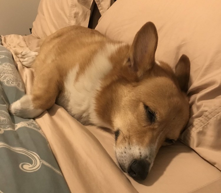 Корги Обжора