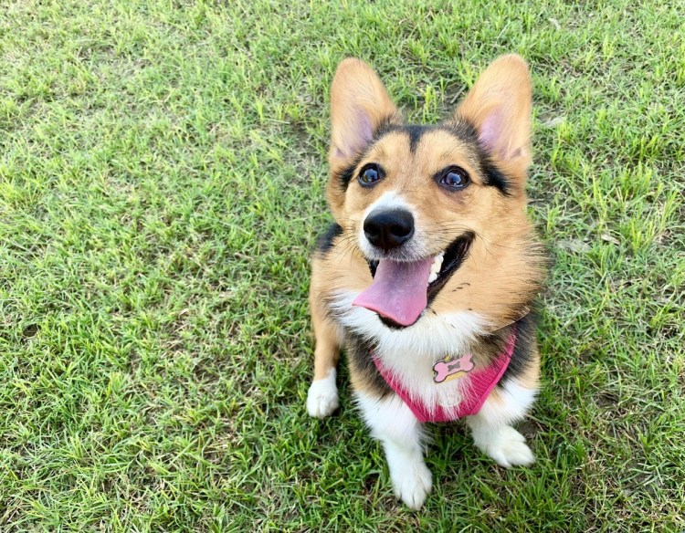 Корги пемброк спит