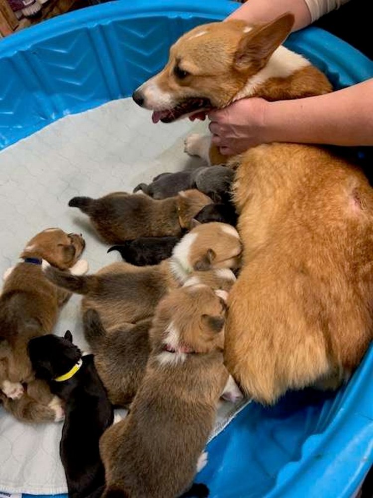 Новорожденные щенки корги пемброк