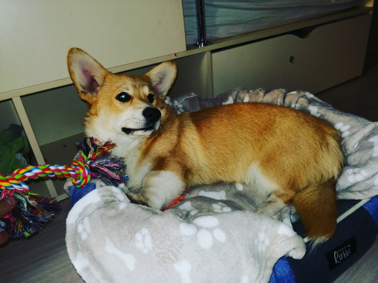 Вельш корги пемброк анатомия