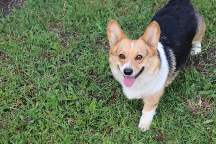 Коннор и корги