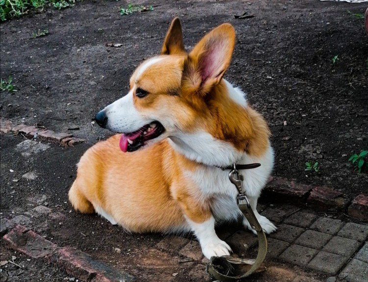 Вельш корги толстый