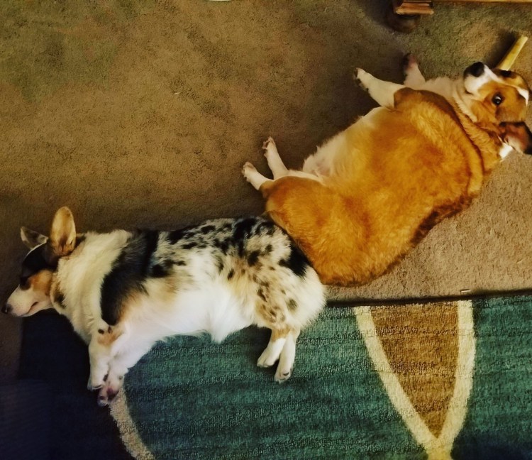 Беременная корги