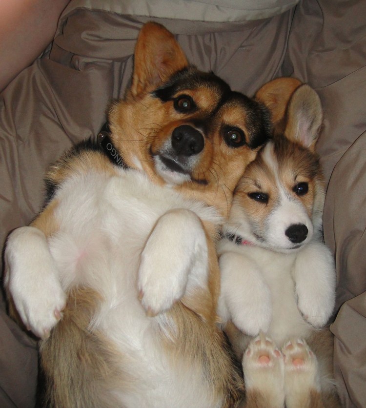 Собака корги рыгает