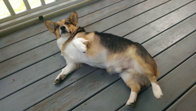 Несколько корги