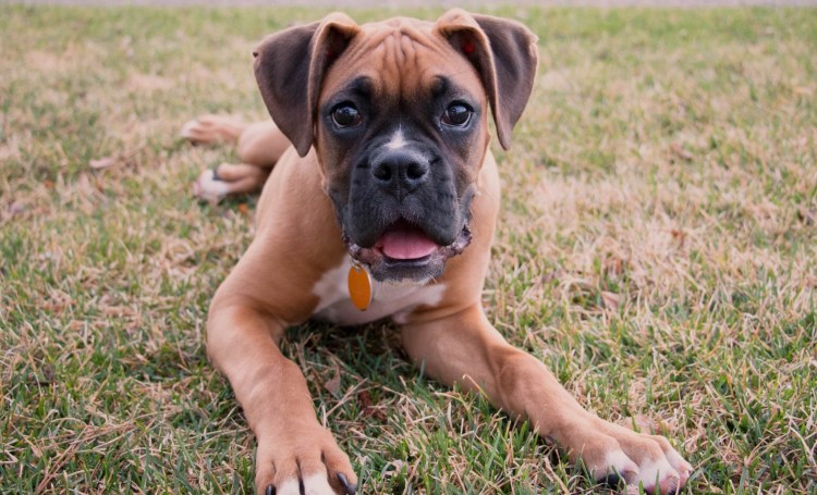 Породы собак которые путают