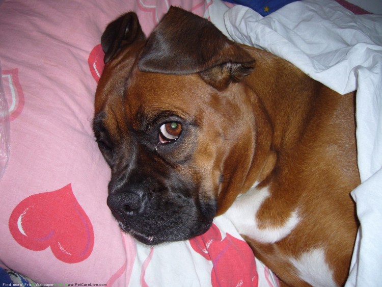 Боксёр собака фото