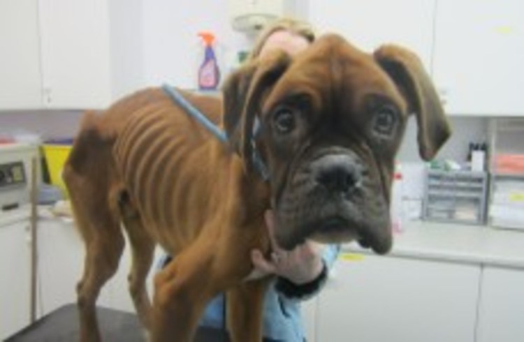 Южноевропейский боксер собака