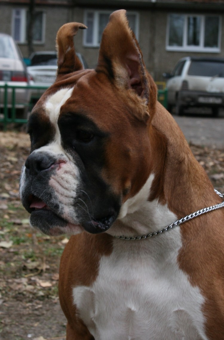 Собака выглядывает