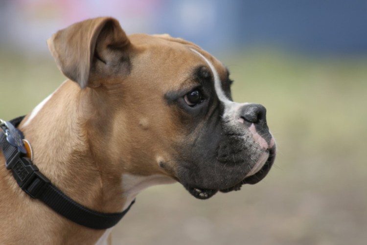 Мини боксер собака порода