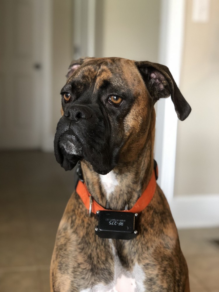 Ушаковка собака боксер