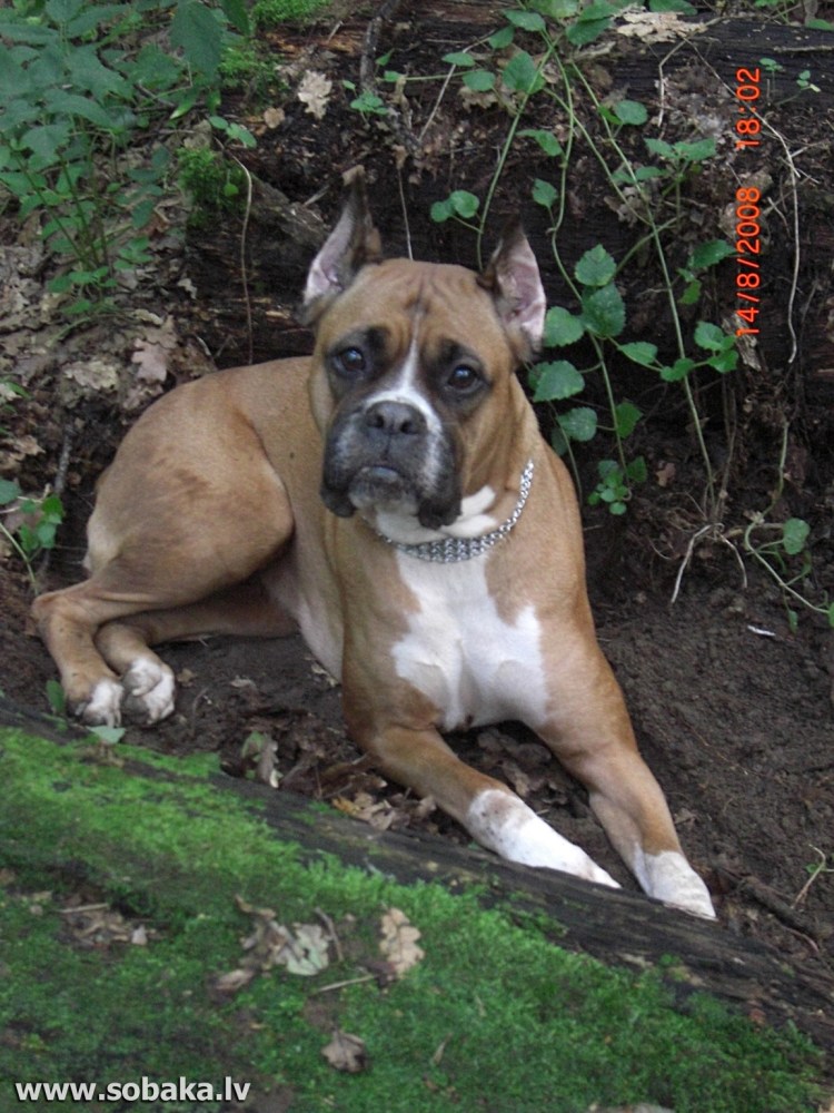 Боксёр собака