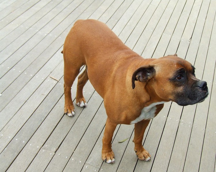 Боксер собака терьер