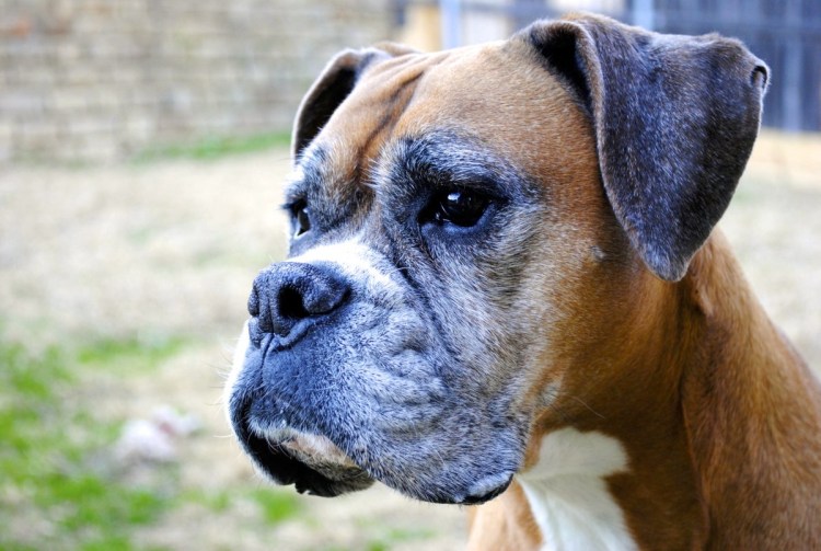 Боесер собака с длиной мордой