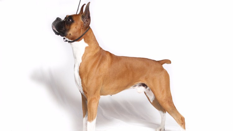 Немецкий боксёр породы собак