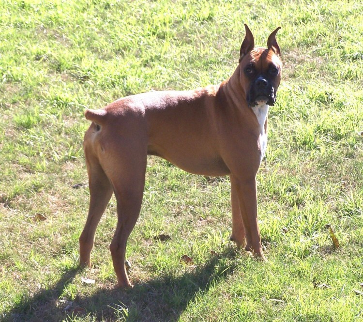 Европейский боксер собака