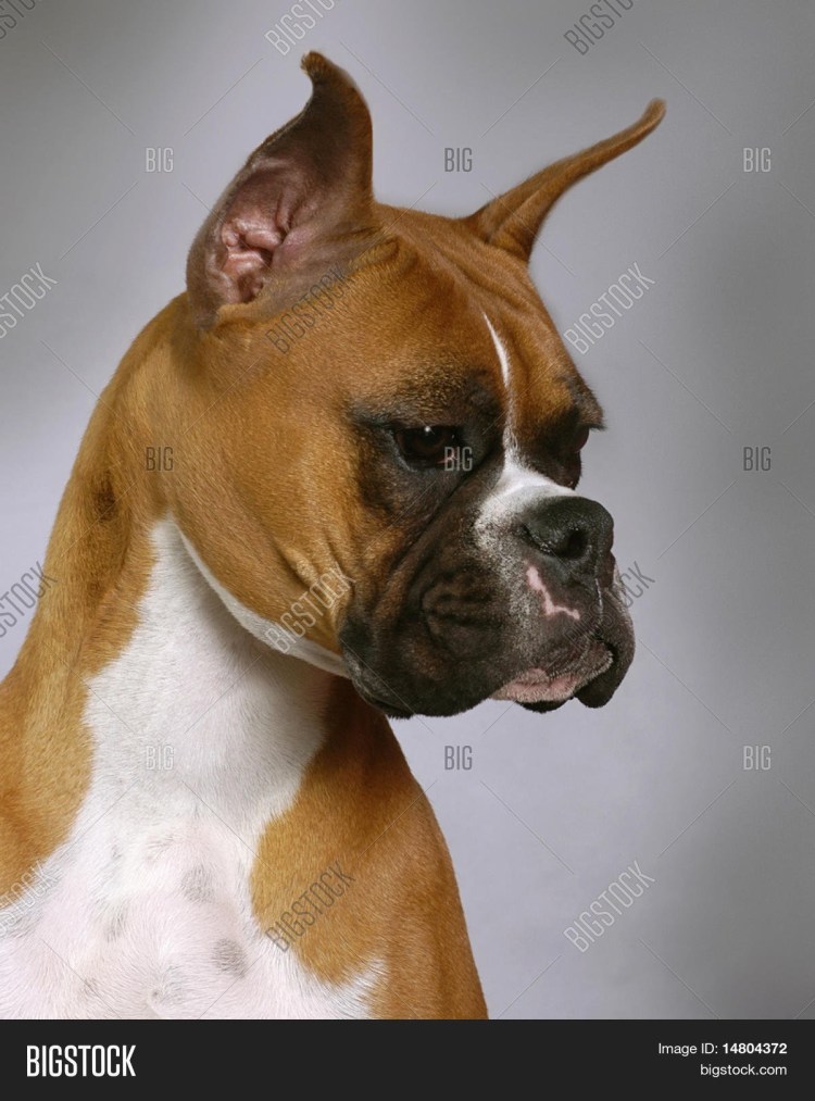 Боксёр собака