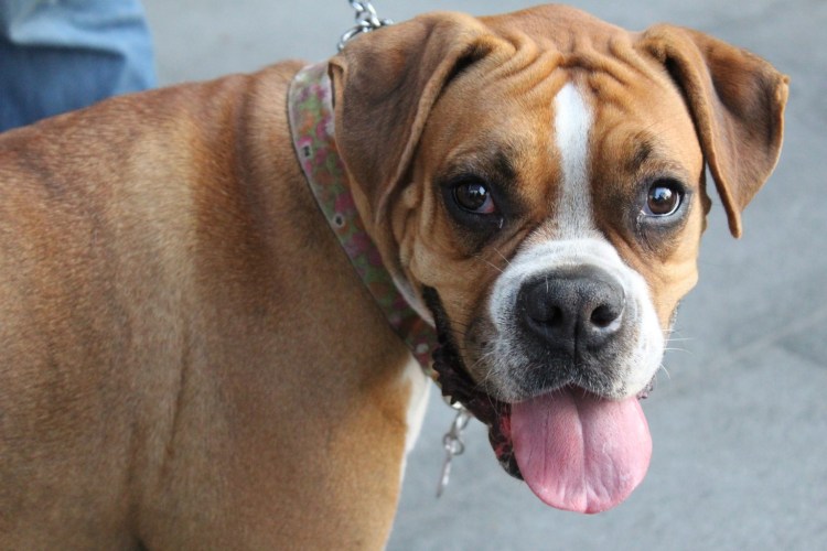 Боксёр порода собак