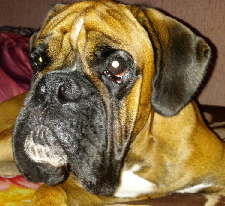 Боксер Шубин Top Dog