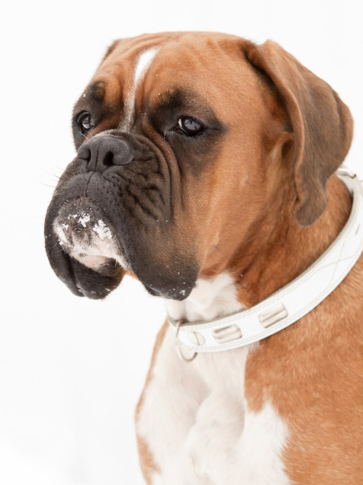 Бойцовская собака боксер