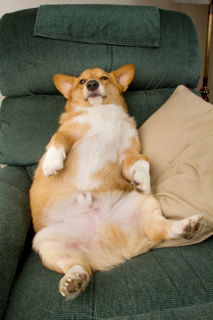 Вельш корги пемброк толстый