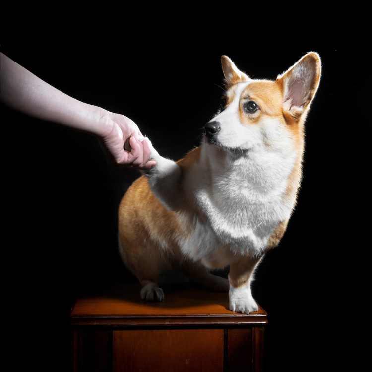 Вельш корги толстый