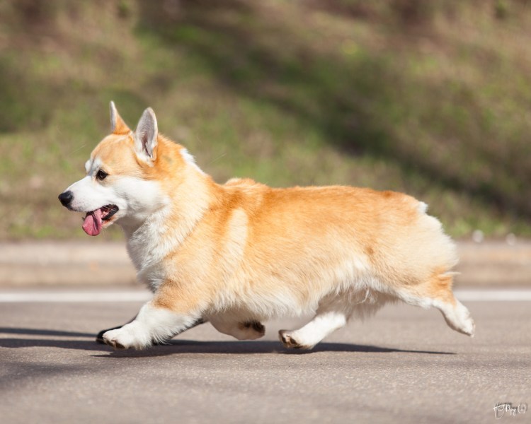 Вельш корги пемброк