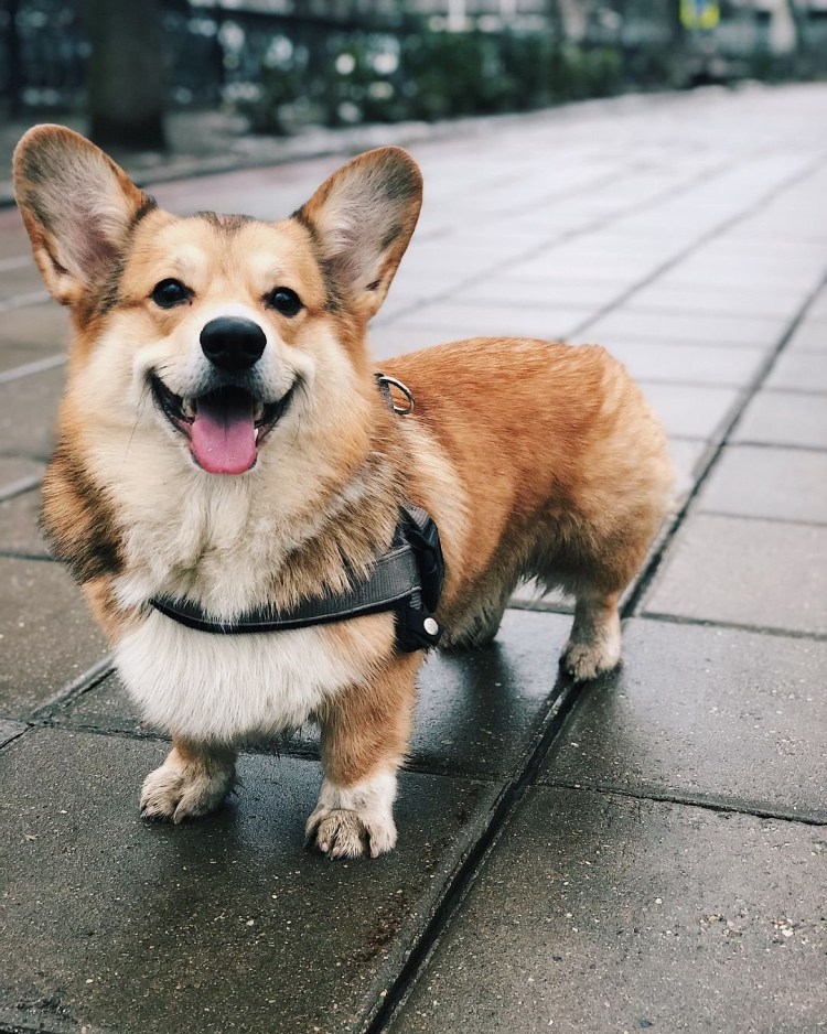 Дарио вельш корги