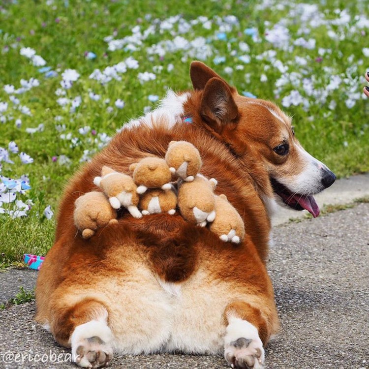 Собака корги