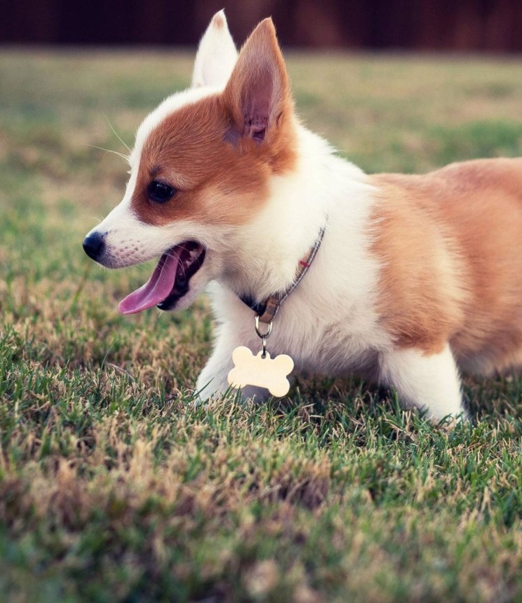 Вельш-корги жеппа