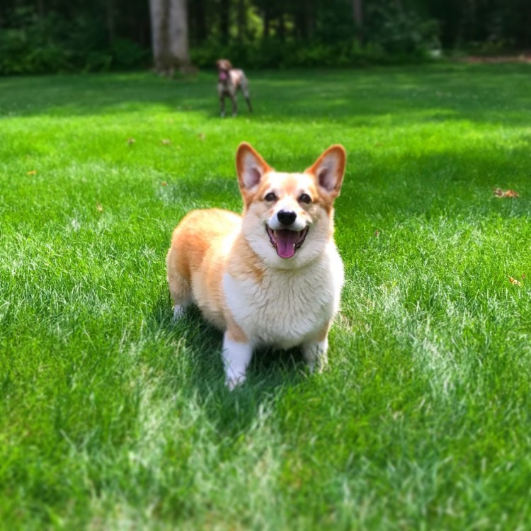 Корги пемброк толстый