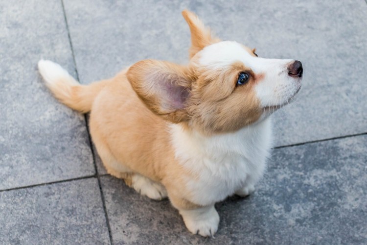 Корги Браун