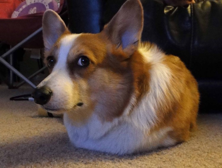 Корги пемброк толстый