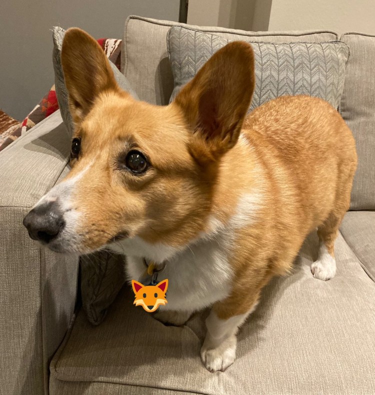 Лысый корги