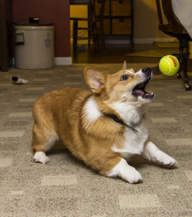 Вельш корги толстый